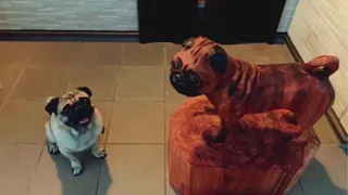 Chainsaw carving - Taro the Pug - and HE LIKED IT!