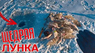 Да сколько ИХ ТУТ?! Щедрая лунка с окунями! Зимняя рыбалка 2022. Окунь на балансир.