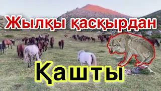 Жылқы Таудан қашты. Жылқының жыры.