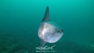 Have you Ever Seens a Mola Tecta? (Hoodwinker Sunfish)