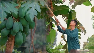 [Story 89] These noodles are made from PAPAYA! Cooking pansit papaya for the family!