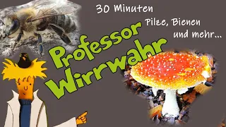 30 Minuten Wissen für Kinder, Bienen, Pilze, Wanzen und mehr, Zeichentrick, Doku, Kindergarten