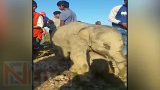 2-month-old elephant calf moves restlessly near carcass of dead mother, rescued
