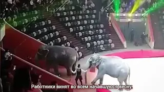 Драка слонов произошла в Казанском цирке на Шоу слонов и магия цирка. Один слон напал на другого.