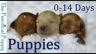 Newborn Puppies: Birth to 2 Weeks