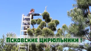 Превращаем сосны в кедры , косим всё и теряем первую хрюшку!