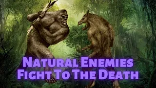 Witness To Ferocious Bigfoot & Werewolf Fight Mystery Terrifying True | (Strange But True Stories!)
