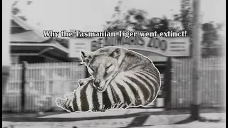 Why the Tasmanian Tiger Became Extinct!