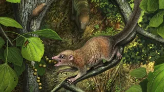 Ancient Human Ancestors Looked Like Squirrels