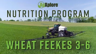 Wheat Vegetative Growth - AgXplore Nutrition Program