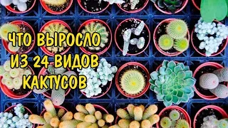 ЧТО ВЫРОСЛО ИЗ 24 ВИДОВ КАКТУСОВ. СЕМЯДОЛИ. 24 TYPES OF CACTUS