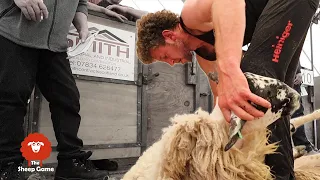 I ENTERED A SHEEP SHEARING COMPETITION