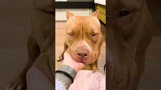 Growling Mama Pittie Needs All The Help She Can Get l The Dodo