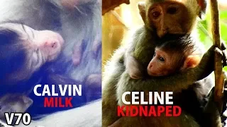 L O O K !!  Happiness time Calvin stay get milk While Celine stay far Casi in hand kidnapper Chiko.