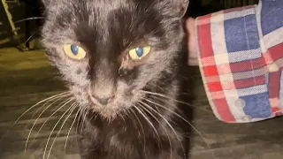 Black Cat Blackie Knows Everybody Loves Her!