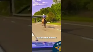 Incredible Lasso Capture: Wranglers Safely Capture Escaped Steer on I-75