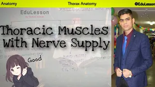 Thoracic Muscles With Nerve Supply in one Chart 🔥🔥 || Thorax Anatomy