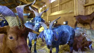 Reportage sur la chèvrerie communale de Septèmes-les-Vallons