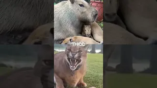 Floppa vs Capybara edit