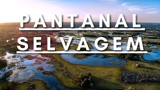 Pantanal Selvagem - Vida Animal | Documentário dublado HD