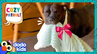 Can These Dogs Find A Cozy Gift For Mom? | Dodo Kids | Animal Videos