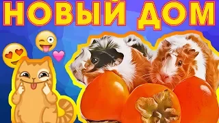 РУМ ТУР. НОВЫЙ СТЕЛЛАЖ ДЛЯ МОРСКИХ СВИНОК. ЗАСЕЛЕНИЕ. РЕАКЦИЯ #60