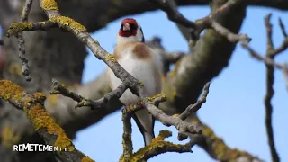 Tengelic / European Goldfinch