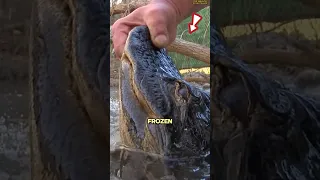 why you should never pull a frozen crocodile out of ice