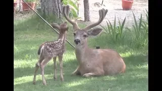 Young Deer in the Yard 2017
