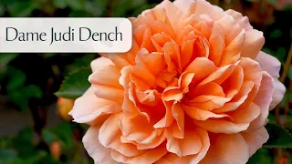 Dame Judi Dench - Rose