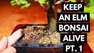 Chinese Elm Bonsai Care: Assess and Location (Part 1)