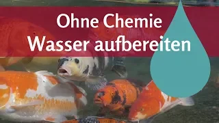 Biologische Wasseraufbereitung im Teich: Perfekt nach Wasserwechsel oder als Teichstarter