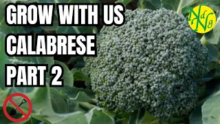 Grow With Us Calabrese Part 2 || How to Grow CABBAGE - Complete Growing Guide