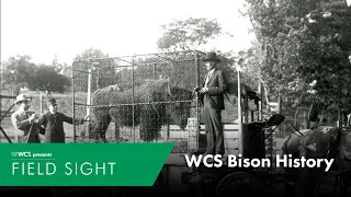 WCS Bison History