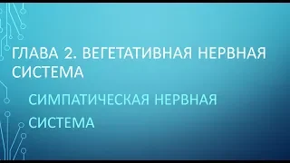 Физиология. Глава 2. ВНС. Часть 2. Симпатическая нервная система