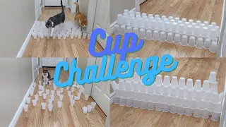 Cat Cup Challenge!