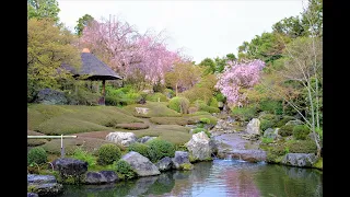 おうちで坐禅　～桜と滝～　Zazen at home ~Sakura & waterfalls~ by 妙心寺退蔵院 Taizoin Zen Buddhist Temple