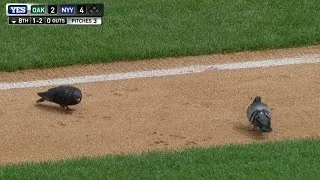 Pigeons take over field at Yankee Stadium