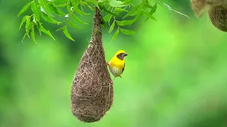 Baya nesting