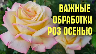 НЕ СОВЕРШАЙТЕ ОШИБОК! Чем ОПРЫСКИВАТЬ розы ВСЮ ОСЕНЬ ДО УКРЫТИЯ