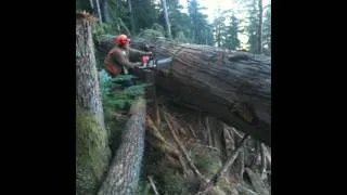 bucking large cedar,steep ground