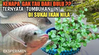 CAMPURAN LUMUT TERBAIK UNTUK MANCING IKAN NILA||Umpan Jitu