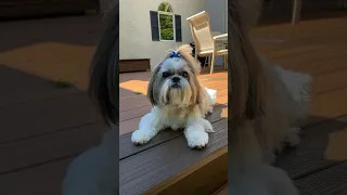 Shih Tzu enjoys a beautiful day ☀️😊 Lacey dog chilling outside 🐾 #shorts #shihtzu