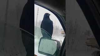 Raven making odd sounds