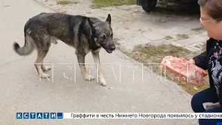 Жестокое воспитание пса дубиной на балконе вызвало реакцию соседей, зоозащитников и полиции