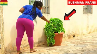 😂😂😂She Thought It Was A Plant. Best Of August Pranks. Bushman | Gorilla | Angry Dog Pranks.