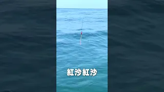 海上重訓!連續兩尾接近15斤的超級大紅沙 !!(完整影片點擊☝️☝️☝️)