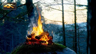 Forest Campfire at Sunset🔥🌲Beautiful Natural Scenery to Relax