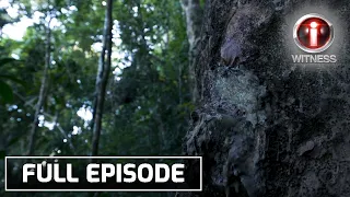 ‘Dagta ng Almaciga’, dokumentaryo ni Atom Araullo (Full episode) | I-Witness