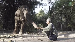 Elephant Leaves A Working Life Behind Her And Is Welcomed Into Sanctuary at ENP - ElephantNews